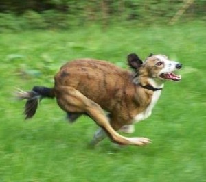 dog-running-300x266.jpg