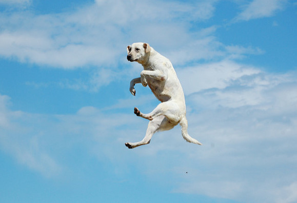 jumping-dog